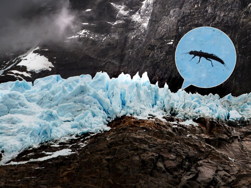 The “Patagonian Ice Dragon” Abides: Rare Creatures in the Chilean Wilds