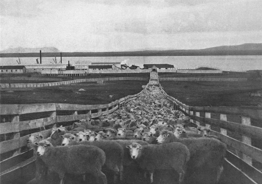 A large flock of sheep crowds a wooden livestock chute leading toward waterfront buildings and a distant shoreline.
