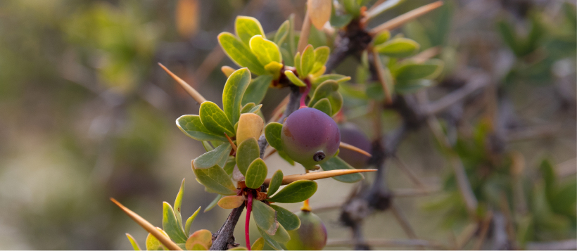 wellness-4 Purple berry growing among green leaves and sharp thorns on a desert shrub, with a softly blurred background.