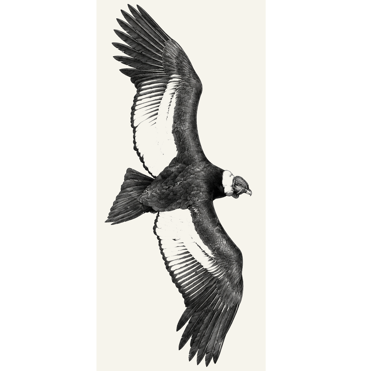 Black-and-white illustration of a condor gliding with broad wings outstretched, white wing patches, and a white ruff around its head.