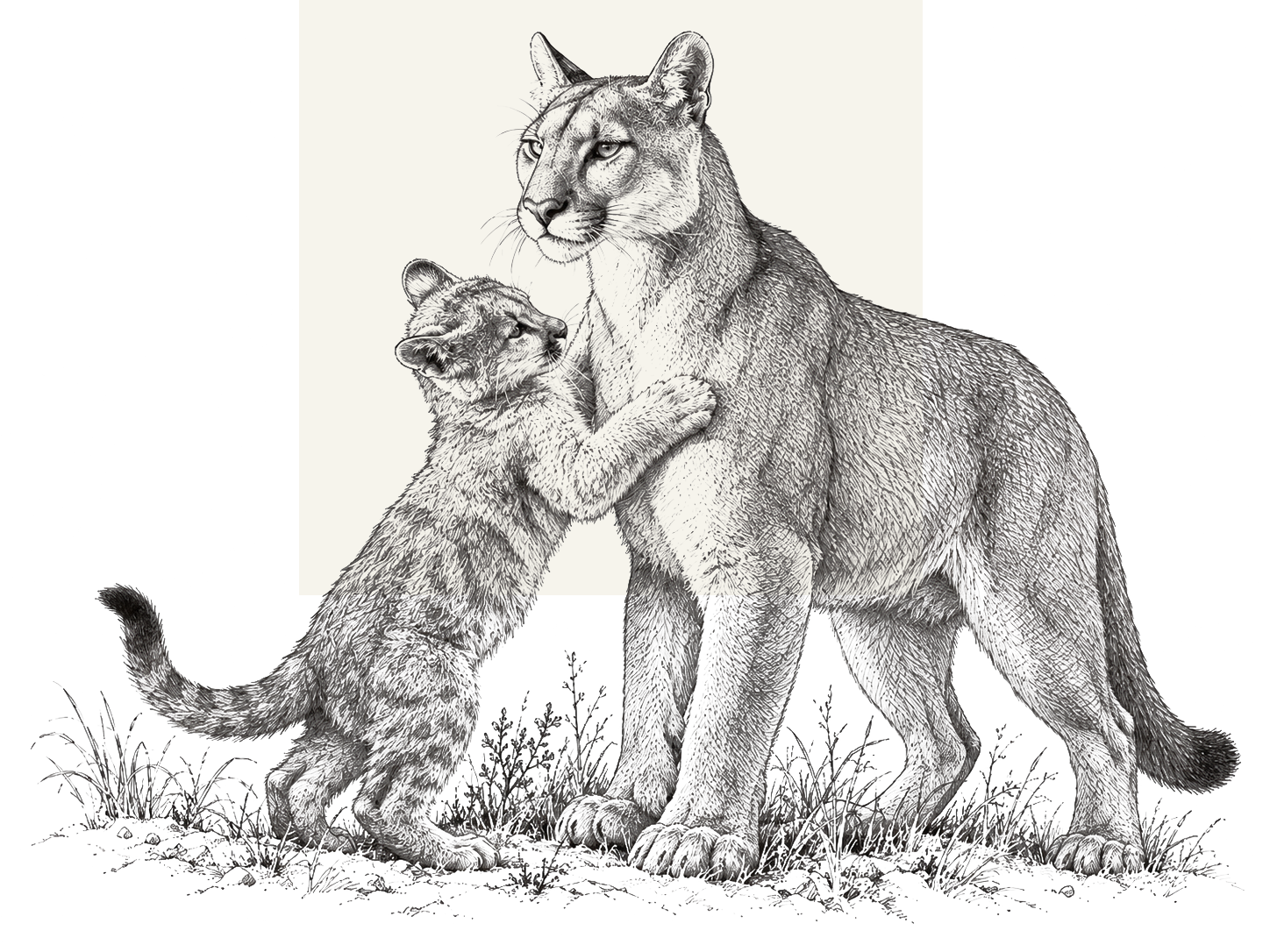 Black-and-white illustration of a cougar standing beside a smaller wildcat that reaches up to nuzzle it.