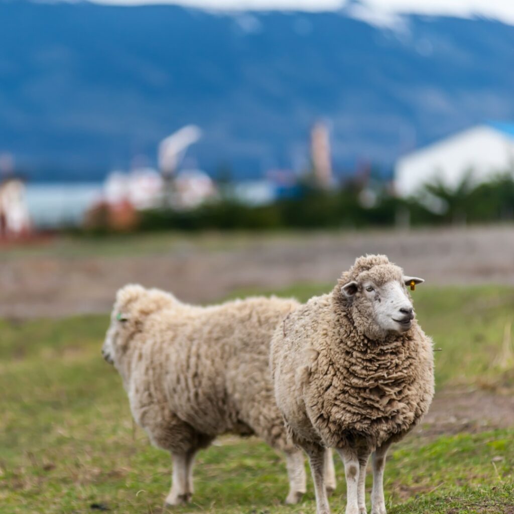 Foto por la Patagonia Singular el 29 de abril de 2025.