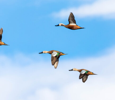 Four ducks fly across a bright blue sky with scattered white clouds.