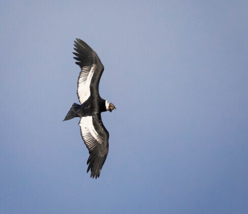 A large black-and-white vulture glides with outstretched wings against a clear blue sky.
