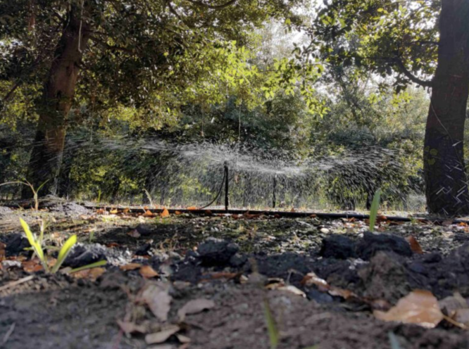 Garden sprinkler sprays water across a shaded, leafy yard with trees and fallen leaves on the ground.
