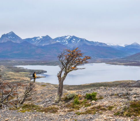 Hiker stands beside a windswept tree overlooking a lake and snow-capped mountains in a rugged landscape.