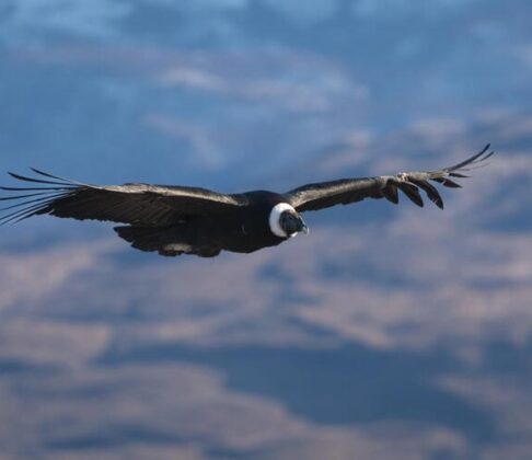 Andean condor with outstretched wings soaring above a mountainous landscape under a blue sky.