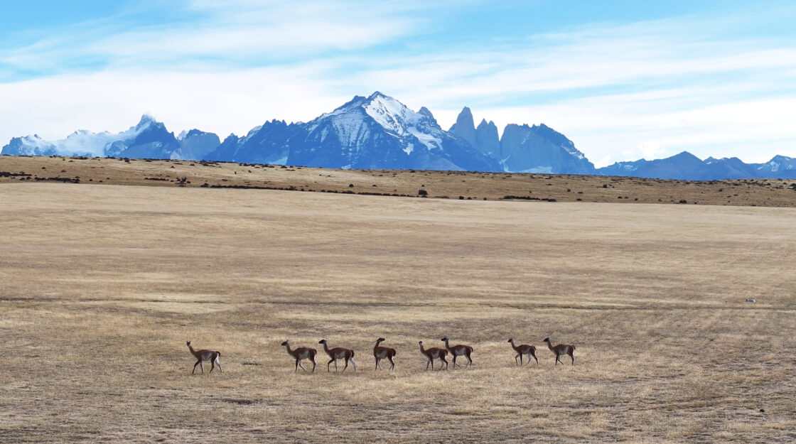 Captura de pantalla A herd of guanacos crosses a dry Patagonian plain beneath the snow-capped peaks of Torres del Paine.