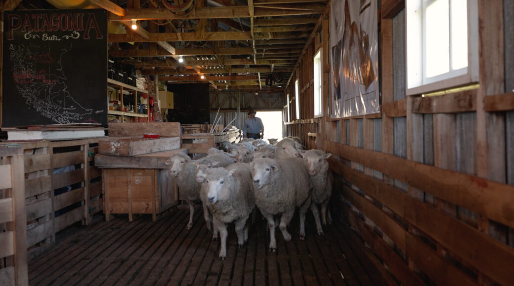 Screenshot A flock of sheep gathers in a wooden barn as a rancher stands behind them beneath a Patagonia Sur sign.